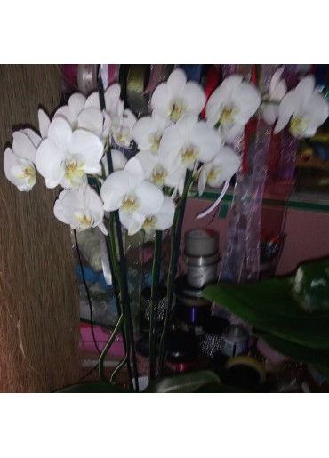 Orkide-8